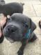 Staffordshire Bull Terrier Puppies for sale in Austin, TX, USA. price: NA