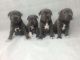 Staffordshire Bull Terrier Puppies for sale in Texas City, TX, USA. price: NA
