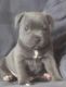Staffordshire Bull Terrier Puppies for sale in Chicago Ave, Evanston, IL, USA. price: NA