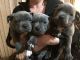 Staffordshire Bull Terrier Puppies for sale in Cambridge, MA, USA. price: NA