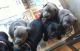Staffordshire Bull Terrier Puppies for sale in New York, NY 10119, USA. price: NA