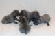Staffordshire Bull Terrier Puppies for sale in Lancaster, PA, USA. price: NA
