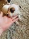 Staffordshire Bull Terrier Puppies for sale in Little Rock, AR, USA. price: NA