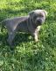 Staffordshire Bull Terrier Puppies for sale in Decatur, IL, USA. price: $600