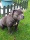 Staffordshire Bull Terrier Puppies for sale in New York State Thruway, Scarsdale, NY 10583, USA. price: NA