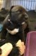 Staffordshire Bull Terrier Puppies for sale in Altamonte Springs, FL 32701, USA. price: NA