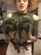 Staffordshire Bull Terrier Puppies for sale in Atlanta, GA, USA. price: NA