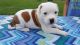 Staffordshire Bull Terrier Puppies for sale in Georgetown, TX 78633, USA. price: NA