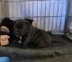 Staffordshire Bull Terrier Puppies for sale in Bountiful, UT 84010, USA. price: NA