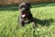 Staffordshire Bull Terrier Puppies for sale in Pittsburgh, PA 15252, USA. price: $500