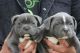 Staffordshire Bull Terrier Puppies for sale in Seattle, WA 98185, USA. price: $500
