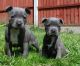 Staffordshire Bull Terrier Puppies for sale in Framingham Cir, Pflugerville, TX 78660, USA. price: NA