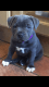 Staffordshire Bull Terrier Puppies for sale in Miami, FL 33247, USA. price: NA