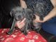 Staffordshire Bull Terrier Puppies for sale in Tucson, AZ, USA. price: $120