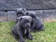 Staffordshire Bull Terrier Puppies for sale in Newport, RI, USA. price: $850