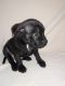 Staffordshire Bull Terrier Puppies for sale in Myrtle Beach, SC, USA. price: $1,500