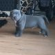 Staffordshire Bull Terrier Puppies for sale in San Antonio, TX 78212, USA. price: NA