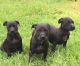 Staffordshire Bull Terrier Puppies for sale in Macon, GA, USA. price: NA