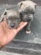 Staffordshire Bull Terrier Puppies for sale in Brooklyn, NY, USA. price: NA