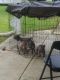 Staffordshire Bull Terrier Puppies for sale in Columbus, OH, USA. price: $500