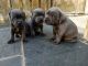 Staffordshire Bull Terrier Puppies for sale in Weehawken, NJ 07086, USA. price: NA