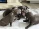 Staffordshire Bull Terrier Puppies for sale in Los Angeles, CA 90016, USA. price: NA