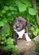 Staffordshire Bull Terrier Puppies for sale in Millersburg, OH 44654, USA. price: $1,500