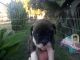 Staffordshire Bull Terrier Puppies for sale in Bakersfield, CA, USA. price: NA