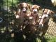 Staffordshire Bull Terrier Puppies for sale in Rockford, IL, USA. price: NA