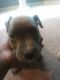 Staffordshire Bull Terrier Puppies for sale in Snellville, GA, USA. price: NA