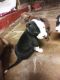 Staffordshire Bull Terrier Puppies for sale in Fall River, MA, USA. price: $500