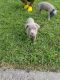 Staffordshire Bull Terrier Puppies for sale in Broward County, FL, USA. price: NA