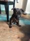 Staffordshire Bull Terrier Puppies for sale in 1307 Gates Ave, Brooklyn, NY 11221, USA. price: NA
