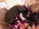 Staffordshire Bull Terrier Puppies for sale in 4010 Knolls Ave SW, Massillon, OH 44646, USA. price: $300