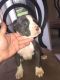 Staffordshire Bull Terrier Puppies for sale in Painesville, OH 44077, USA. price: $175