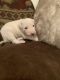 Staffordshire Bull Terrier Puppies for sale in Medford, OR, USA. price: $300
