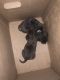 Staffordshire Bull Terrier Puppies for sale in Charlotte, NC, USA. price: NA