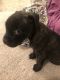Staffordshire Bull Terrier Puppies for sale in Fort Worth, TX 76119, USA. price: $500