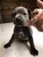 Staffordshire Bull Terrier Puppies for sale in Helena, MT, USA. price: NA