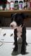 Staffordshire Bull Terrier Puppies for sale in South Bend, IN, USA. price: $20