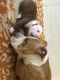 Staffordshire Bull Terrier Puppies for sale in Fort Lauderdale, FL, USA. price: NA