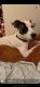 Staffordshire Bull Terrier Puppies for sale in Woodbridge, VA 22193, USA. price: $300