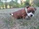 Staffordshire Bull Terrier Puppies for sale in New York, NY, USA. price: $500