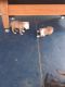 Staffordshire Bull Terrier Puppies for sale in Tampa, FL, USA. price: NA