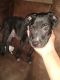 Staffordshire Bull Terrier Puppies for sale in Colorado Springs, CO 80916, USA. price: NA