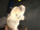 Staffordshire Bull Terrier Puppies for sale in 11726 Lansdowne St, Detroit, MI 48224, USA. price: $150
