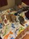 Staffordshire Bull Terrier Puppies for sale in Florence, KY, USA. price: $75