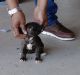 Staffordshire Bull Terrier Puppies for sale in McDonough, GA, USA. price: NA
