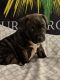 Staffordshire Bull Terrier Puppies for sale in Martinsburg, WV 25404, USA. price: $750