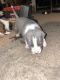 Staffordshire Bull Terrier Puppies for sale in 1018 Francitas Dr, Houston, TX 77038, USA. price: NA